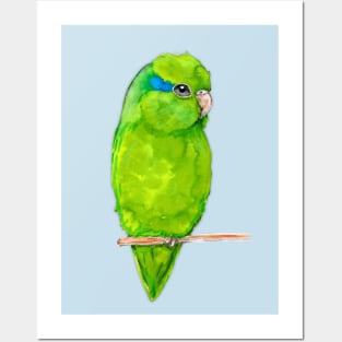 Green parrotlet Posters and Art